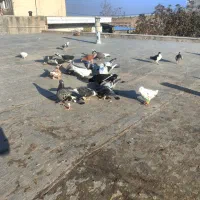 کبوتر‌پرنده‌