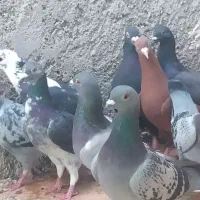 20کبوتر پلاکی پولکی و...|پرنده|خورموج, |دیوار