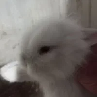 بچه خرگوشهای لوپ بازیگوش|موش و خرگوش|یزد, |دیوار