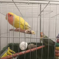 پرند طوطی برزیلی