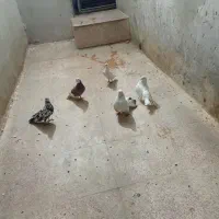 ۵تا کفتر ۴تا نر یکی ماده همه یکجای دونه ۳۰۰
