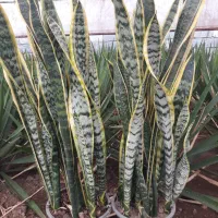 سانسوریا ابلغ سطل۷