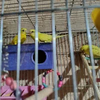 مرغ عشق ۱۱تا|پرنده|شیراز, دروازه قران|دیوار