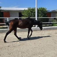 اسب مادیان دوخون