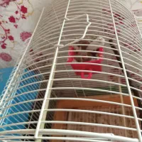 فنج جفت،فنج.اورنج،گلدین|پرنده|آستانه اشرفیه, |دیوار