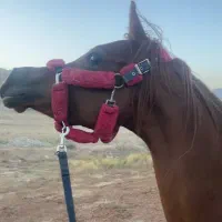 مادیان دو سر وارداتی