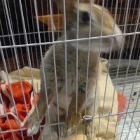 خرگوش ناز خشکل