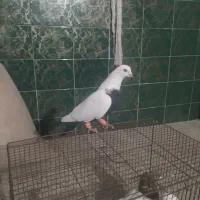 گوره کله ای|پرنده|بروجرد, |دیوار