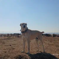 سگ افغانی|سگ|مشهد, كنويست|دیوار