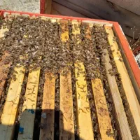 عسل طبیعی سبلان|خوردنی و آشامیدنی|تهران, بهداشت|دیوار