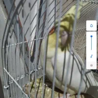 پرنده نر عروس هلندی ۱ساله