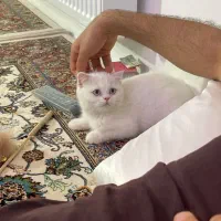 گربه|گربه|کرمانشاه, |دیوار