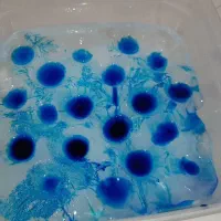 سنگ الماس یا آسیاب|کلکسیون اشیاء عتیقه|مشهد, توس (بلوار توس)|دیوار