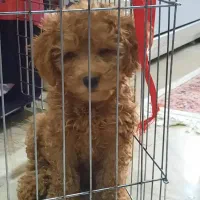 توی پودل ماده حدودا ۶ ماهه۶۵ میلیون