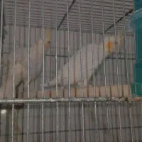 عروس پاریس|پرنده|سوسنگرد, |دیوار