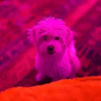 سگ تریر توله ۷ ماهه