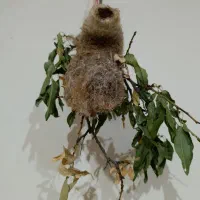 لانهبلبل|لوازم جانبی حیوانات|ایجرود, |دیوار