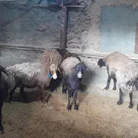 سلام گوسفندهتروبابره ماده هترو|حیوانات مزرعه|سبزوار, کراب|دیوار