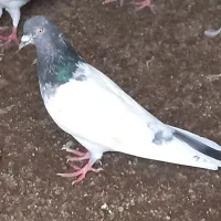 سه عدد کبوتر