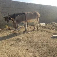 توافقی|حیوانات مزرعه|اصفهان, براآن شمالی|دیوار