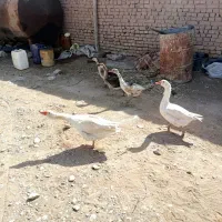 2عدد غاز|حیوانات مزرعه|گلبهار, نوبهار|دیوار