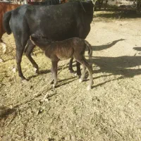 مادیان وکره|اسب و تجهیزات اسب‌سواری|الشتر, |دیوار