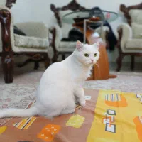 بیریتیش ماده عقیم نشده