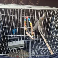 یک جفت عروس هلندی نر و ماده|پرنده|قم, زاویه|دیوار