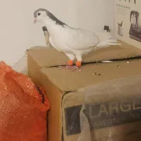 دو عدد کبوتررنگه|پرنده|مشهد, انصار|دیوار