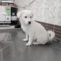 اشپیز پامر|سگ|تبریز, |دیوار