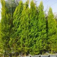 باغبانی هرس سم پاشی بریدن درختان بااره موتوری|خدمات باغبانی و درختکاری|شیراز, آزادگان|دیوار