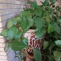 فروش ۴عدد گلدون پتوس