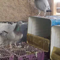 کفتر پلاکی|پرنده|شاهین‌شهر, گزبرخوار|دیوار