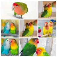 فروش انواع طوطی برزیلی رام و دستی مغازه معتبر