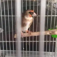 سهره ماده مست|پرنده|تهران, امام زاده عبدالله|دیوار