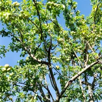 باغ ییلاقی در روستای اردمه|فروش زمین و ملک کلنگی|مشهد, کوی سیدی|دیوار