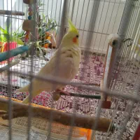 عروس هلندی همراه با قفس