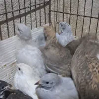 جوجه ایام سمانی بلدرچین مینیاتوری تخم نطفه دار|حیوانات مزرعه|یزد, |دیوار