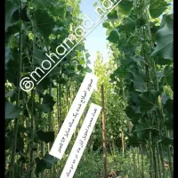 عرضه نهال یک تا پنج متری صنوبر|خدمات باغبانی و درختکاری|اصفهان, دستگرده|دیوار