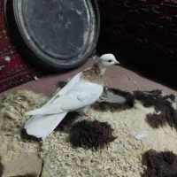 کبوتر طوقی کفتر طوقی ماده
