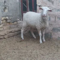 بره لاکن ماده بافق|حیوانات مزرعه|یزد, |دیوار