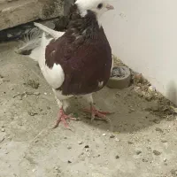 کبوتر|پرنده|شیراز, کوزه گری|دیوار