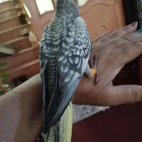 جوجه عروس هلندی