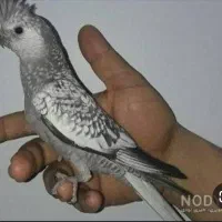 زیبا ترین پرندگان