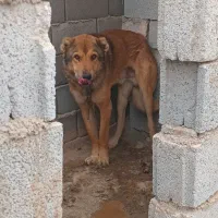 سگ نگه بان توله قدرجونی سفت|سگ|جوادآباد, |دیوار