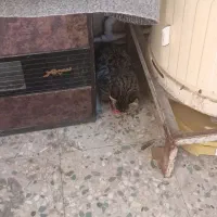 گربه|گربه|قم, علی آباد سعدگان|دیوار