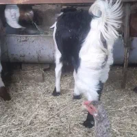 کهره ماده|حیوانات مزرعه|کرمان, |دیوار