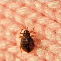 سمپاشی تضمینی حشرات و جوندگان ساختمانی/شرکت پسما|خدمات نظافت|قائمشهر, |دیوار