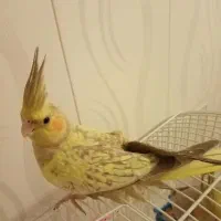 5 تا عروس هلندی بسیار زیبا|پرنده|کاشان, شهرک خاتم الانبیا (مسکن ملی کاشان)|دیوار