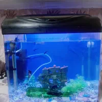 اکواریوم دلسا